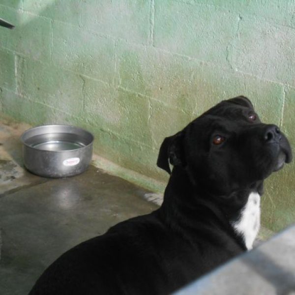 Aron1