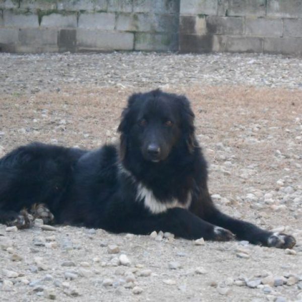 Nera1